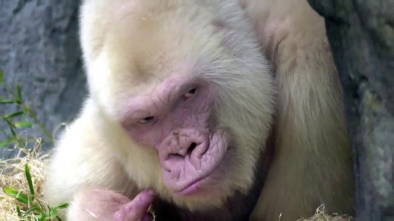 Albino Monkey