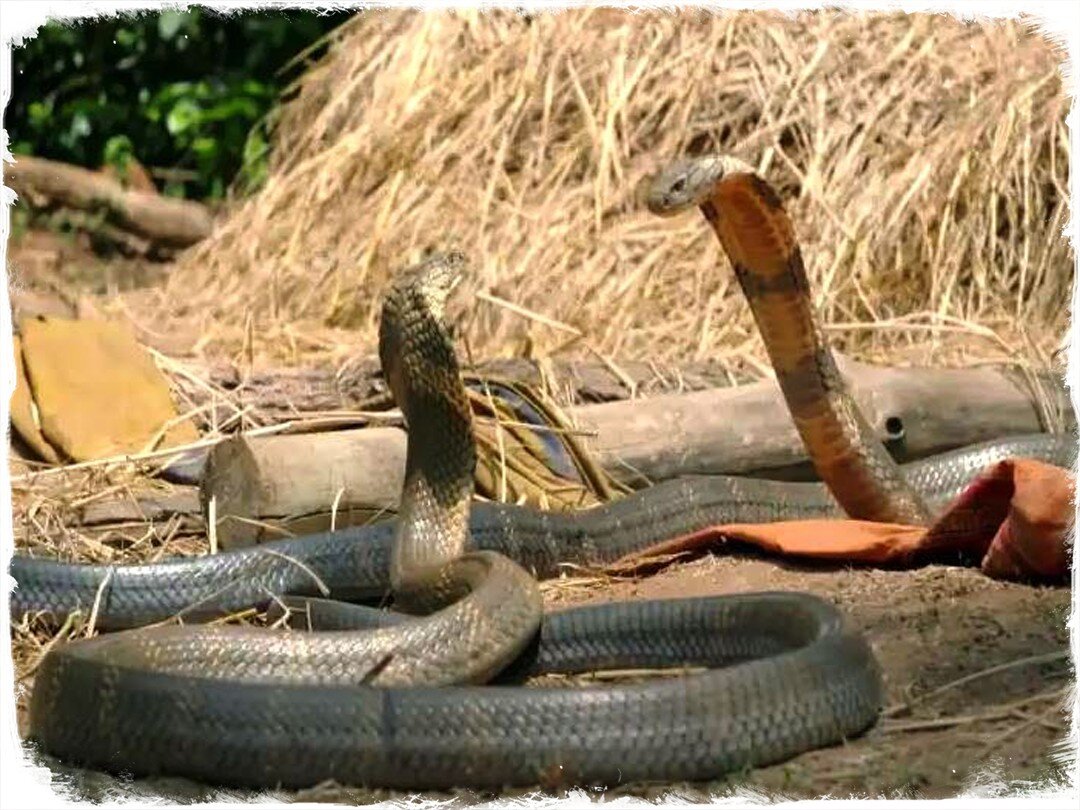 King Cobras in Wyoming