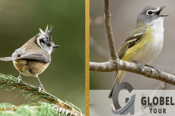 crested woodland bird nyt