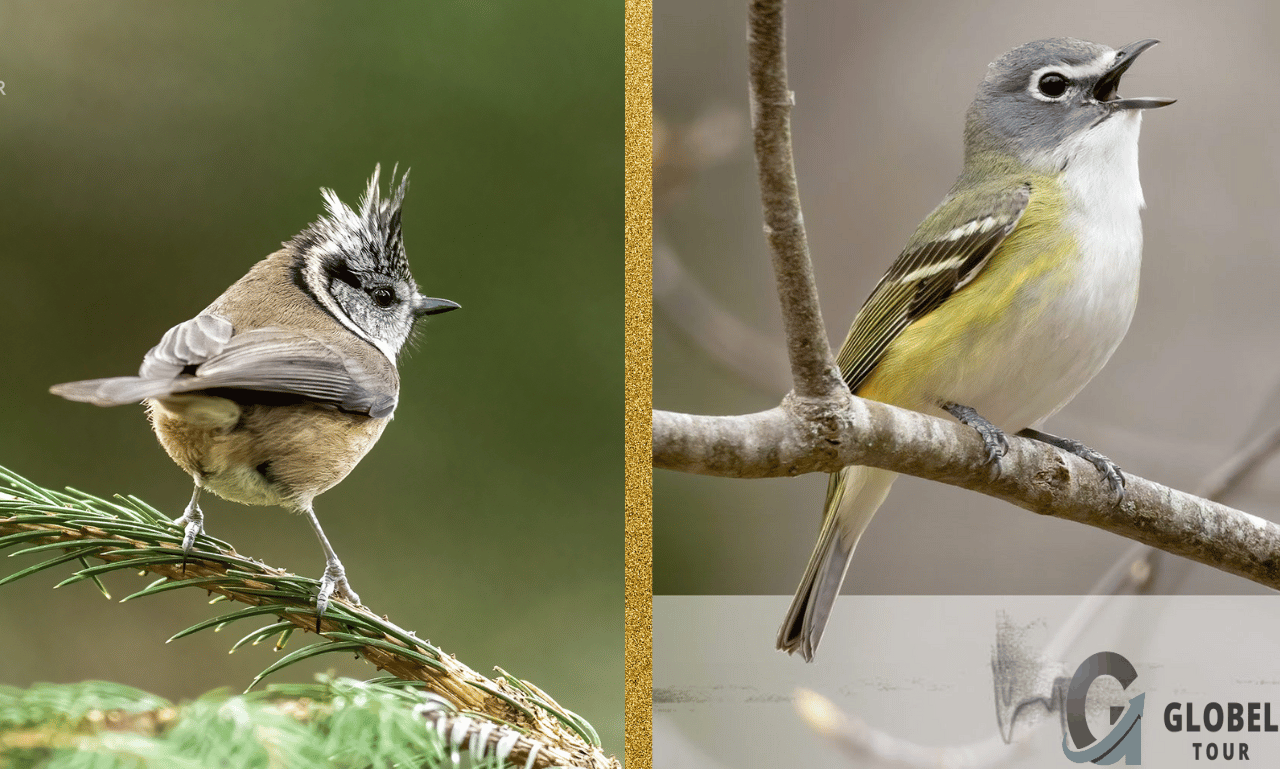crested woodland bird nyt